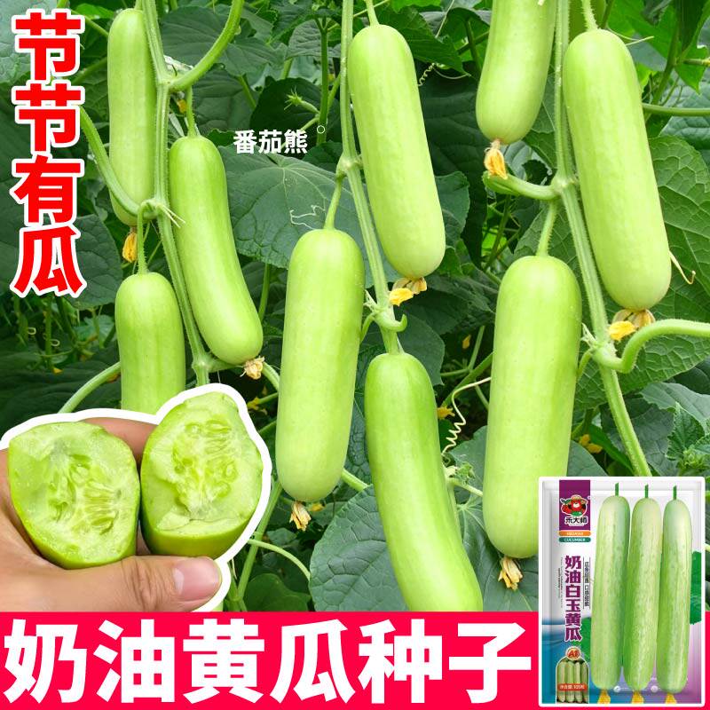 山东寿光奶油白玉黄瓜种子脆甜爆汁水果黄瓜种籽四季高产阳台可种