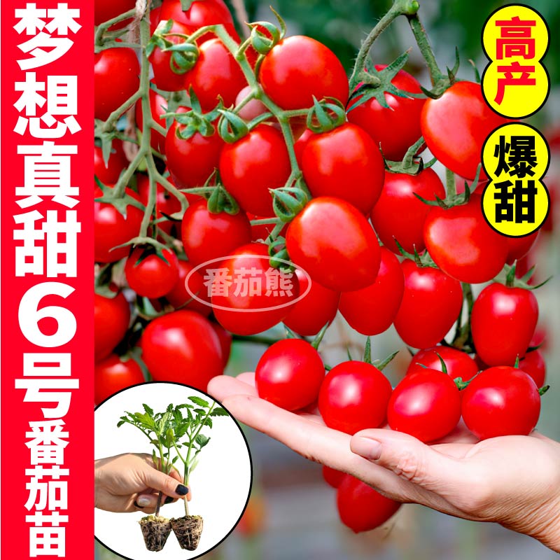 梦想真甜6号番茄种子苗秧玲珑果苗秧小番茄种子圣女果苗西红柿