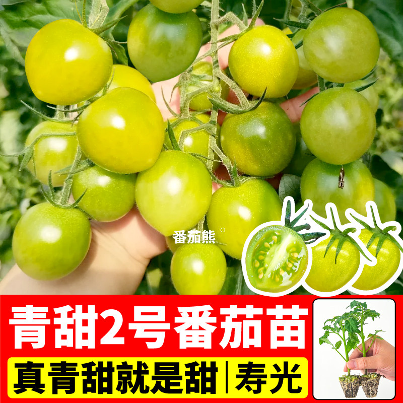 寿光青甜2号番茄苗秧纯甜圣女果高产蓝莓番茄甜开胃酒阳台盆栽