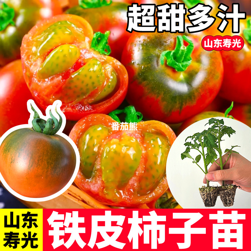 寿光直发铁皮柿子苗秧四季酸甜口感柿子正宗东北铁皮绿肩西红柿