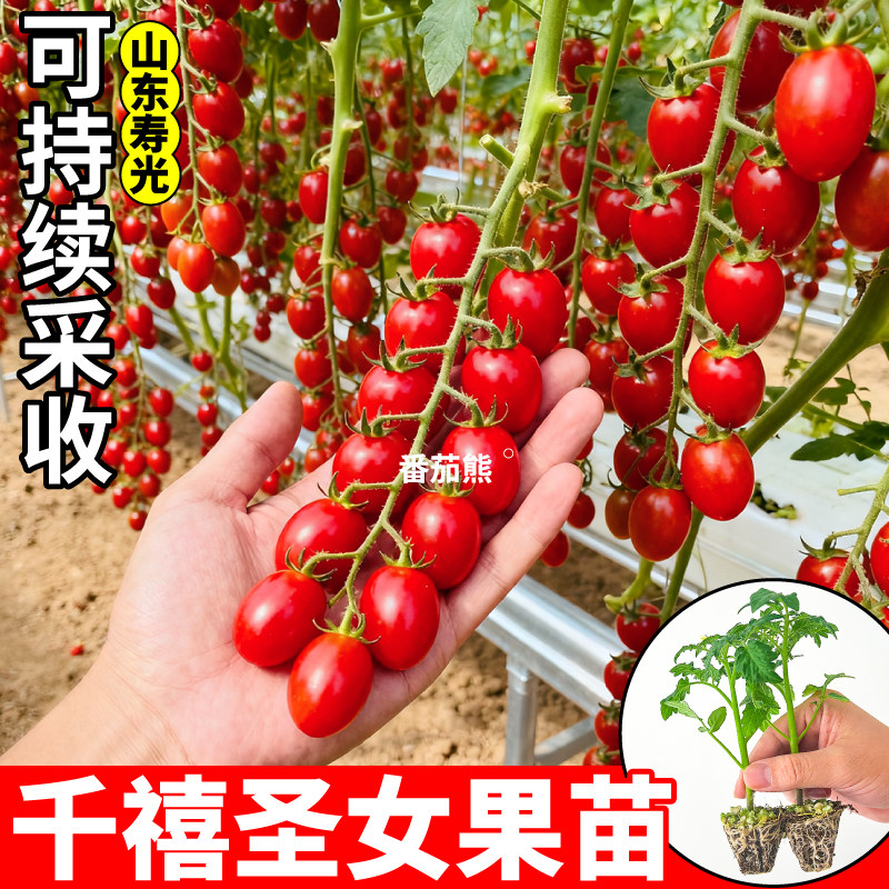 爆甜红千禧番茄苗秧四季串收黄白千禧青甜黑珍珠番茄种子阳台小院