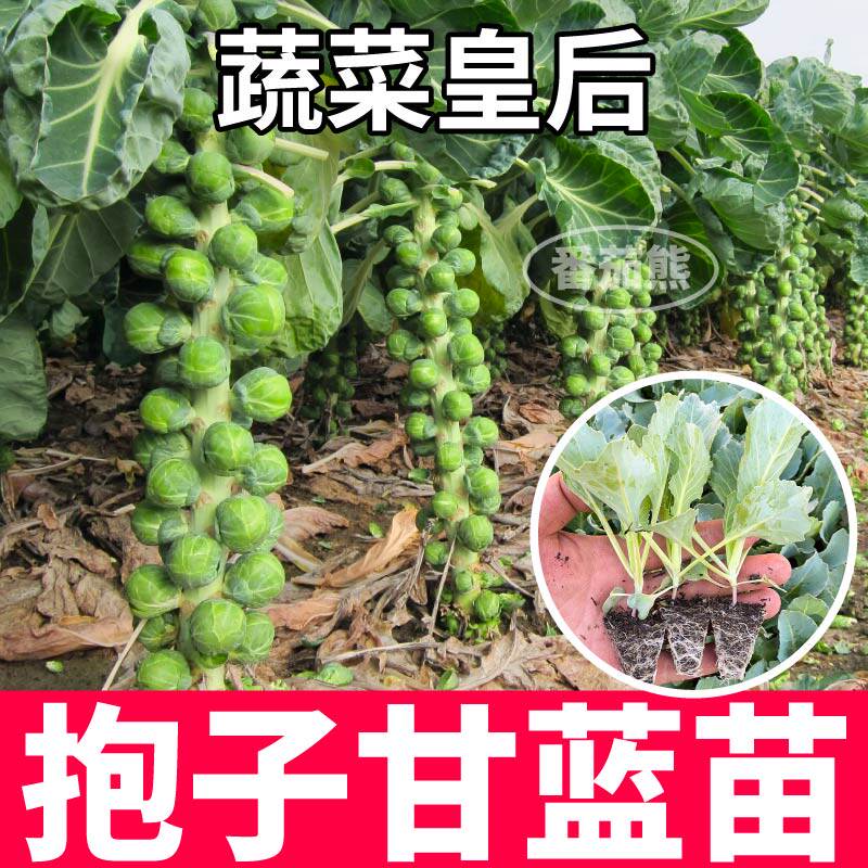 山东寿光孢子甘蓝苗秧春秋抱子甘蓝种子苗带土球营养丰富高产苗秧