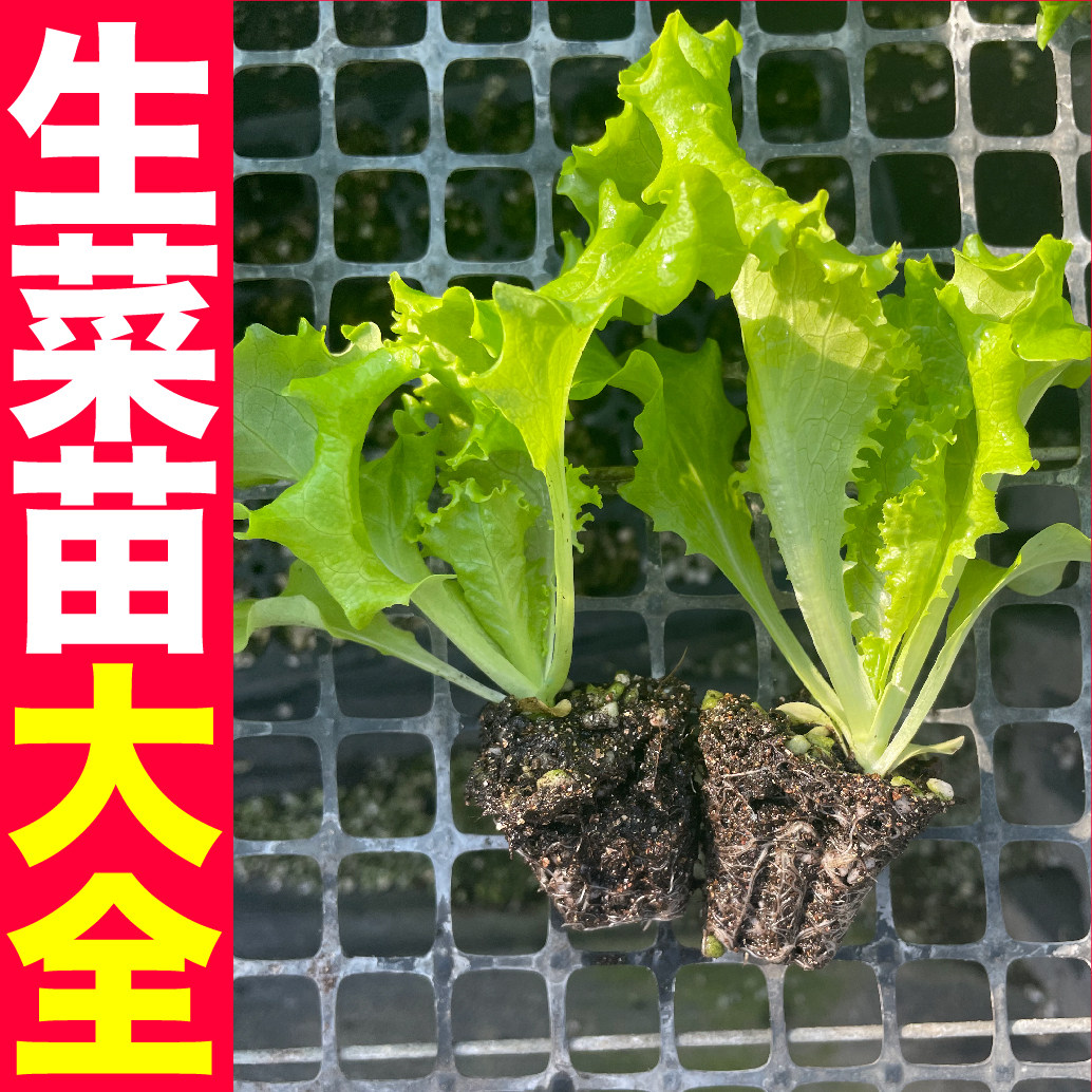 寿光大速生生菜苗秧种子绿紫红咖啡菜香麦菜结球直立生菜盆栽阳台