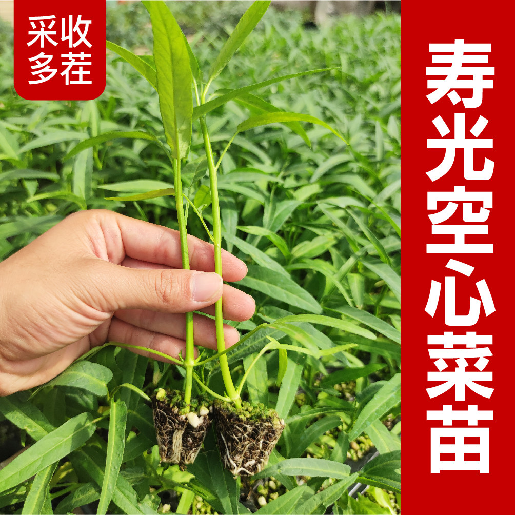 寿光空心菜苗采收多茬竹叶柳叶空心菜种子四季盆栽大叶空心菜种籽