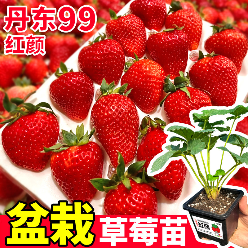 原盆大苗红颜盆栽草莓苗丹东99耐寒高产真红美铃草莓大苗阳台盆栽