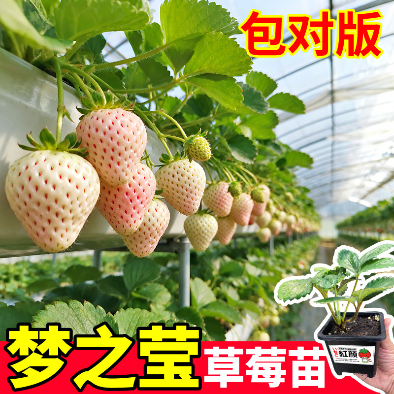 原盆草莓大苗梦之莹草莓苗秧盆栽黑红白草莓阳台庭院高产新手种植