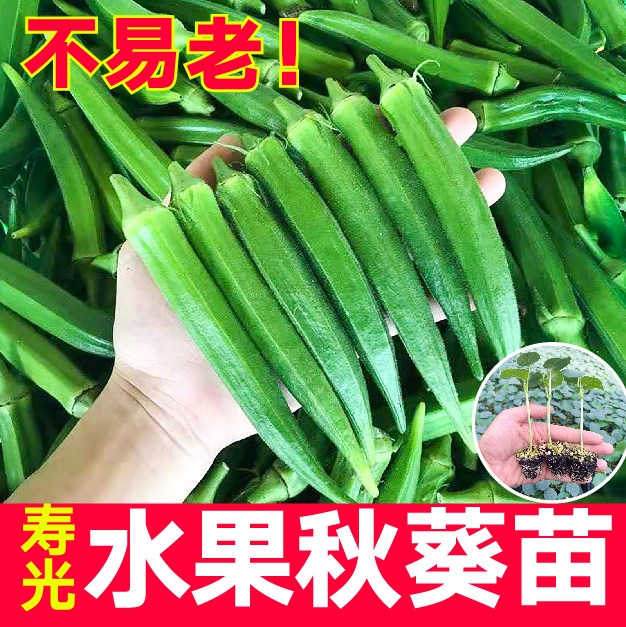 更嫩耐老水果秋葵秧苗带土球绿秋葵红秋葵种子四季盆栽山东寿光