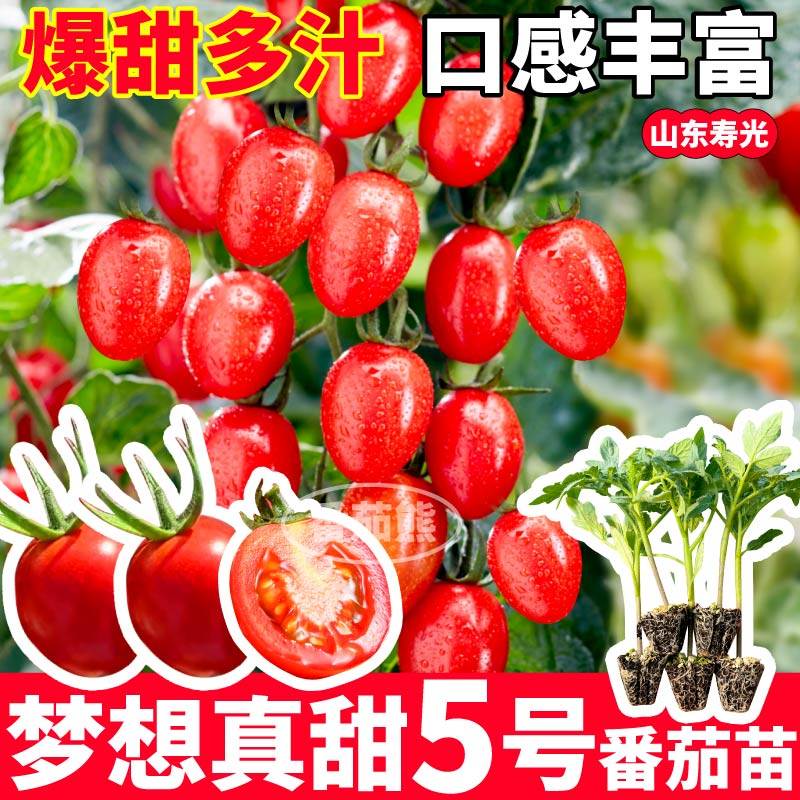 寿光梦想真甜5号番茄苗秧皮薄超甜千禧圣女果樱桃玲珑种子带土球