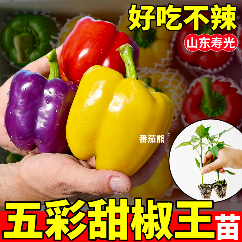 超大果型五彩甜椒苗秧四季高产红黄绿紫白彩椒种子阳台盆栽小院