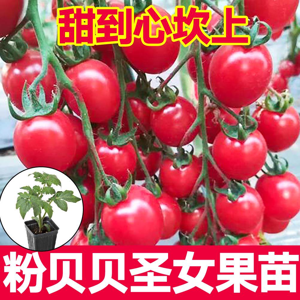 皮薄超甜粉贝贝圣女果苗秧红千禧金玲珑黑珍珠番茄种子四季盆栽苗