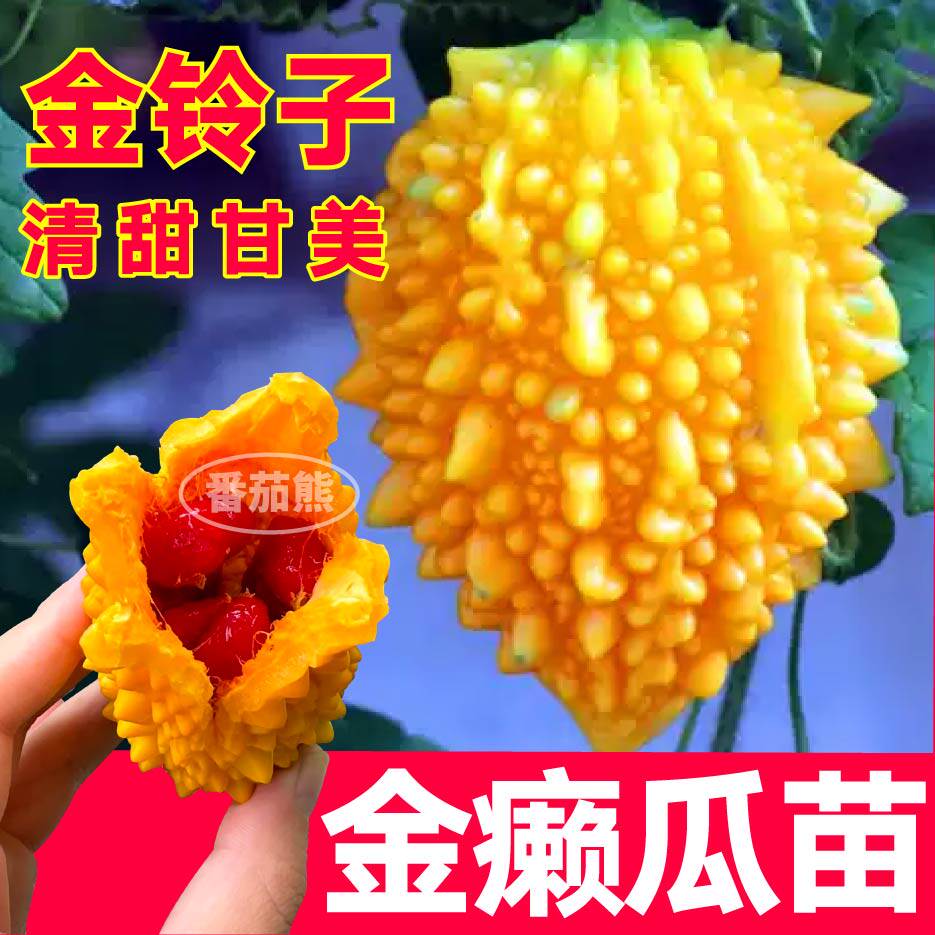 水果小癞瓜苗金铃子赖葡萄秧苗赖瓜水果种籽四季阳台爬藤绿苦瓜苗