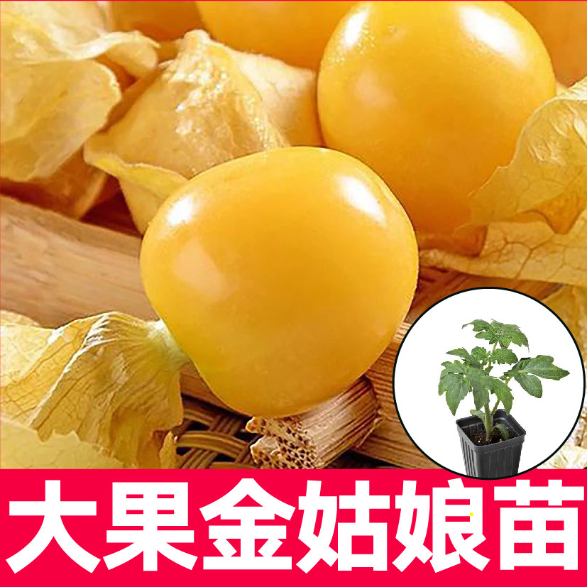 大果超甜金姑娘秧苗带土球黄色紫色东北菇娘果种子籽春秋四季盆栽