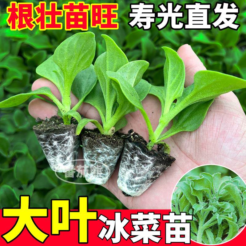 寿光大叶水晶冰菜苗秧水晶冰草种子籽耐旱多茬采收更大冰粒盆地栽