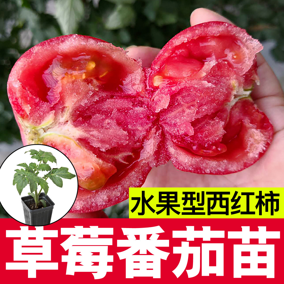 寿光水果型草莓柿子秧苗种籽子四季盆栽春秋番茄西红柿圣女果蔬菜