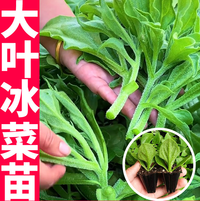 高产重复采收大叶冰菜苗秧带土带穴盘高钙冰草种子籽四季阳台盆栽