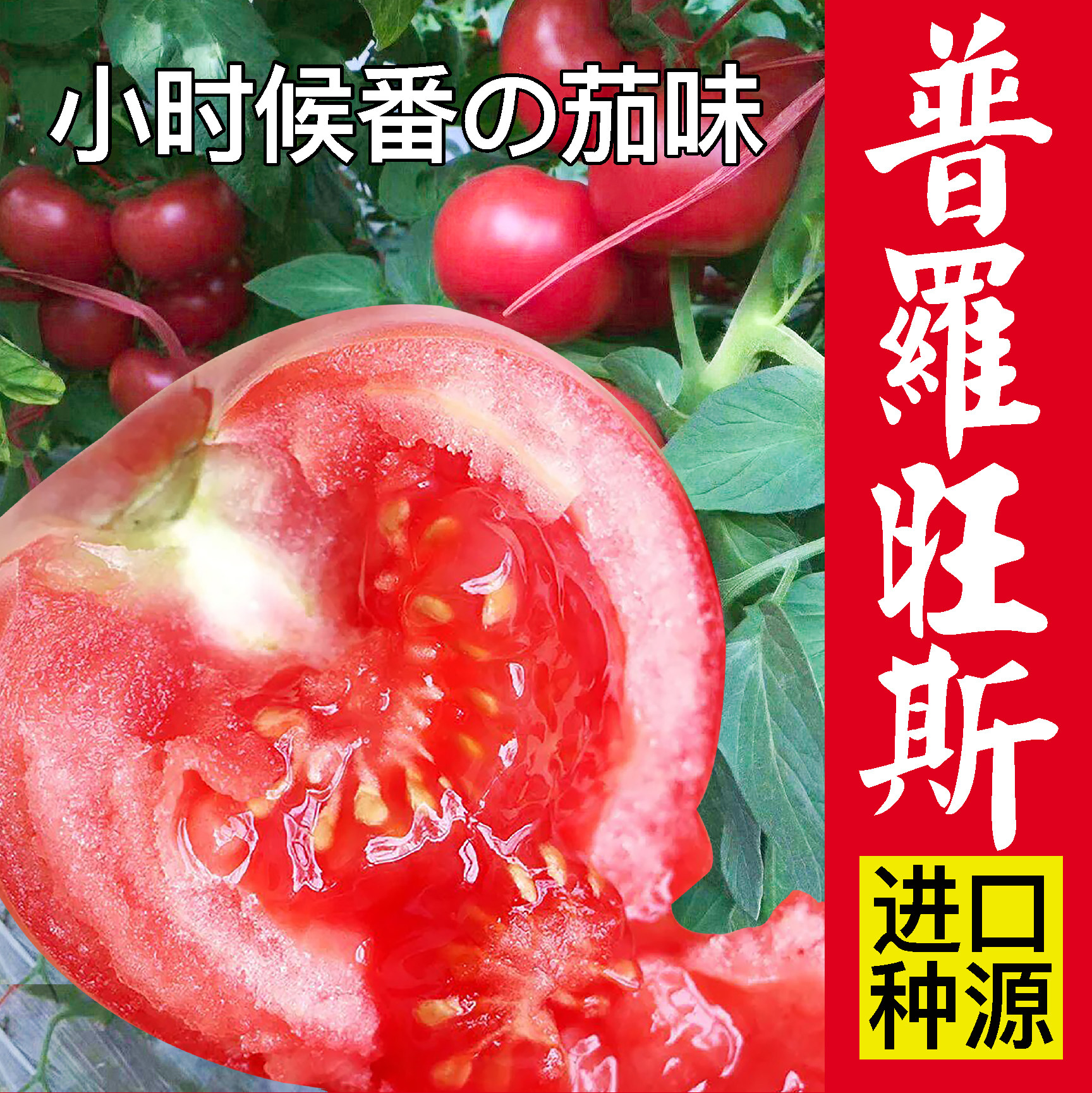 进口普罗旺斯番茄西红柿种子大粉番茄苗四季蔬菜秧种子种籽圣女果