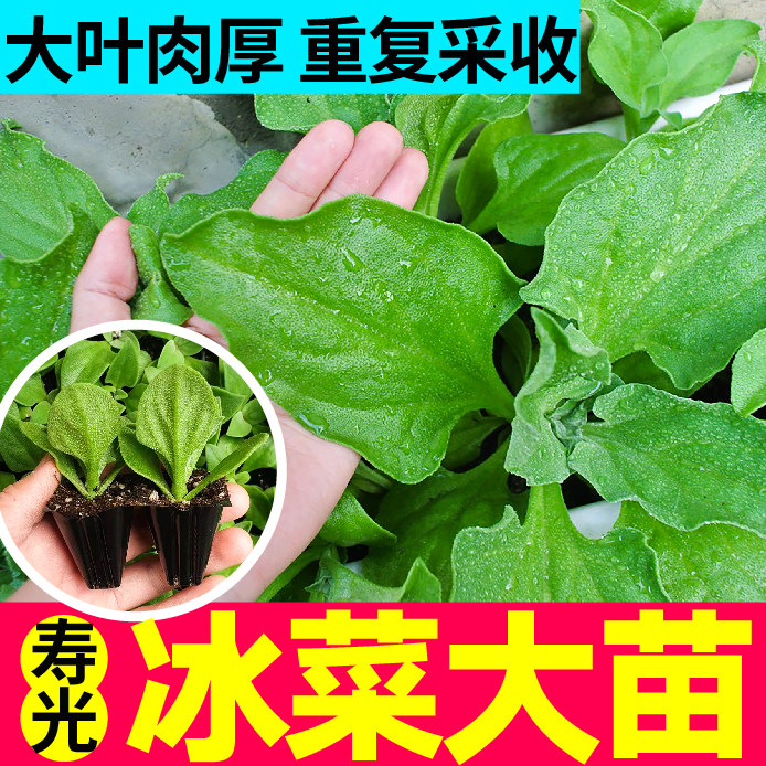 寿光四季冰菜大苗秧带土球食用冰草种子籽春秋盆栽高产重复采收