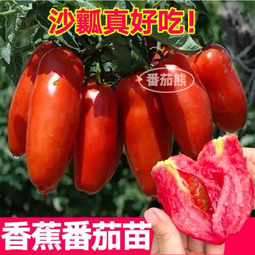 奶油香蕉水果番茄苗秧皮薄沙瓤超甜美人蕉西红柿种子四季盆栽阳台