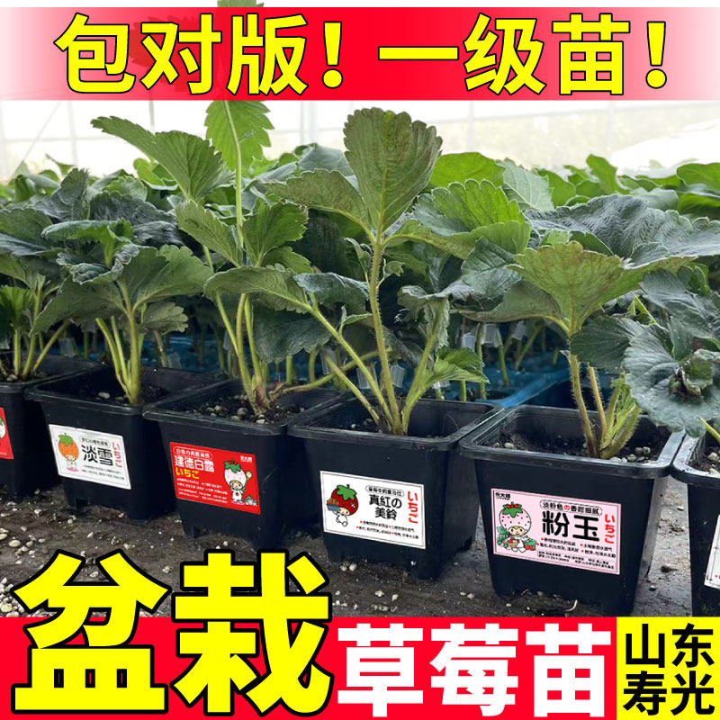 寿光正宗草莓苗秧南方北方阳台盆栽庭院种植原土原盆红颜章姬苗秧