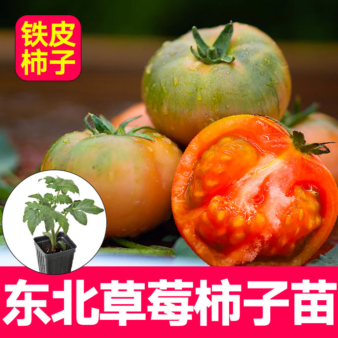 正宗超甜东北铁皮草莓柿子苗秧带土球番茄西红柿种子四季春秋寿光