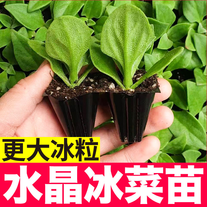 台湾大叶水晶冰菜秧苗大苗四季春秋盆栽冰草种子更大冰粒多茬采收