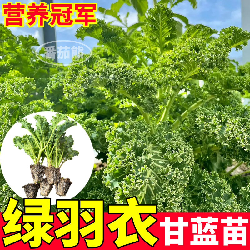 绿羽衣甘蓝苗秧带土球耐寒绿紫粉羽衣苗观赏食用四季盆栽阳台蔬菜