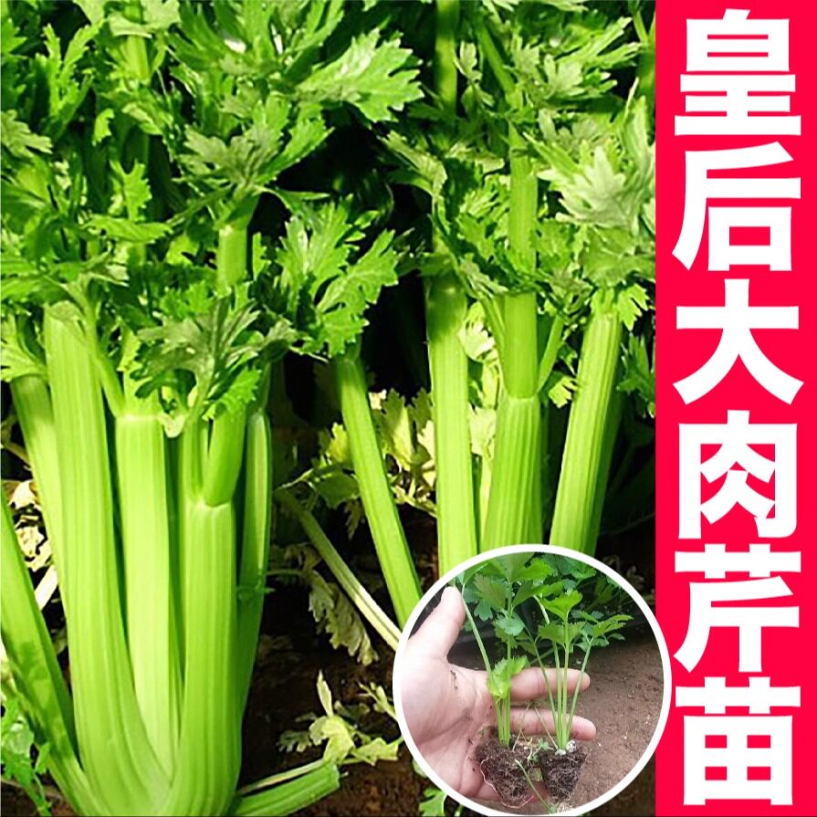 寿光皇后大肉芹菜苗秧带土种子西芹四季小香芹红芹根芹籽盆栽高产
