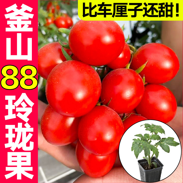 超甜釜山88玲珑果番茄苗秧带土球圣女果种子春秋四季盆栽西红柿籽