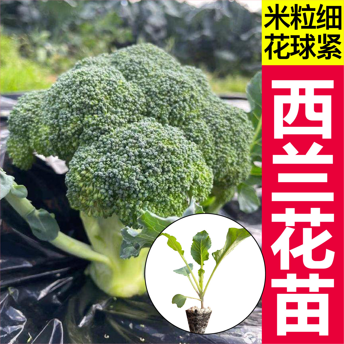 小米粒西兰花苗秧青花菜种子四季松花花椰菜甘蓝高产四季耐寒耐热