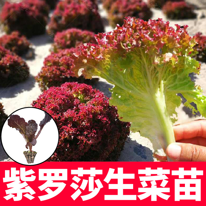 紫罗莎生菜苗秧清脆紫叶速生菜种子生吃可水培四季阳台盆栽耐抽薹