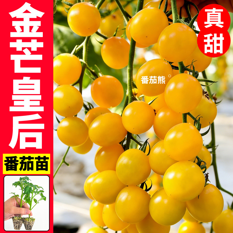 金芒皇后番茄苗秧圣女果种子种植