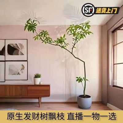 顺丰包邮大型发财树产地直发