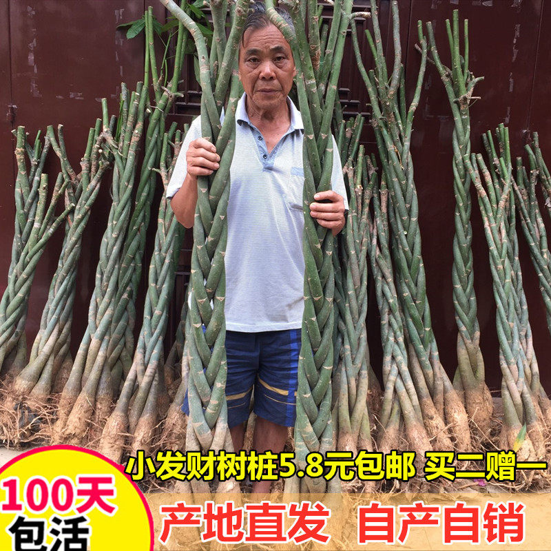 州蓝发财树树桩大棵招财树盆栽辫子独杆树苗室内绿植花卉客厅包活,鲜花速递/花卉仿真/绿植园艺,绿植,淘宝优惠券,粉丝福利购,淘宝优惠卷