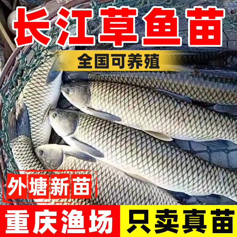 草鱼苗活鱼苗淡水鱼苗养殖食用皖鱼苗批发特大规格鲜活大小草鱼苗