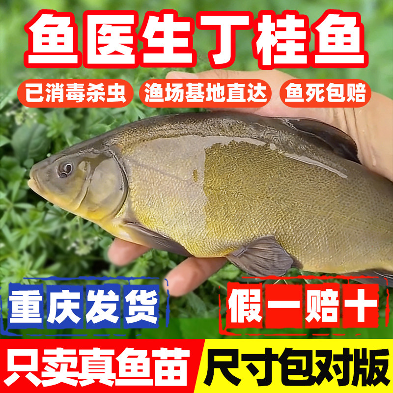 丁桂鱼苗淡水名贵鱼好吃好养