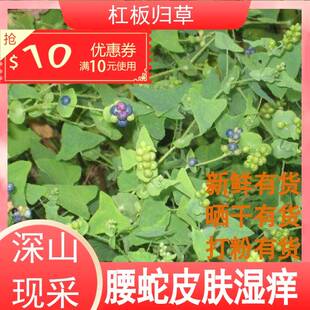 杠板归草新鲜原生现采蛇倒退蛇不过中草药带状腰蛇泡皮肤洗澡