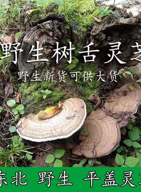 普启堂东北平盖灵芝袋装野生树舌