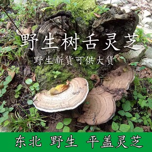 东北野生平盖灵芝 树舌灵芝 野生灵芝 树舌250克平盖灵芝野生青芝