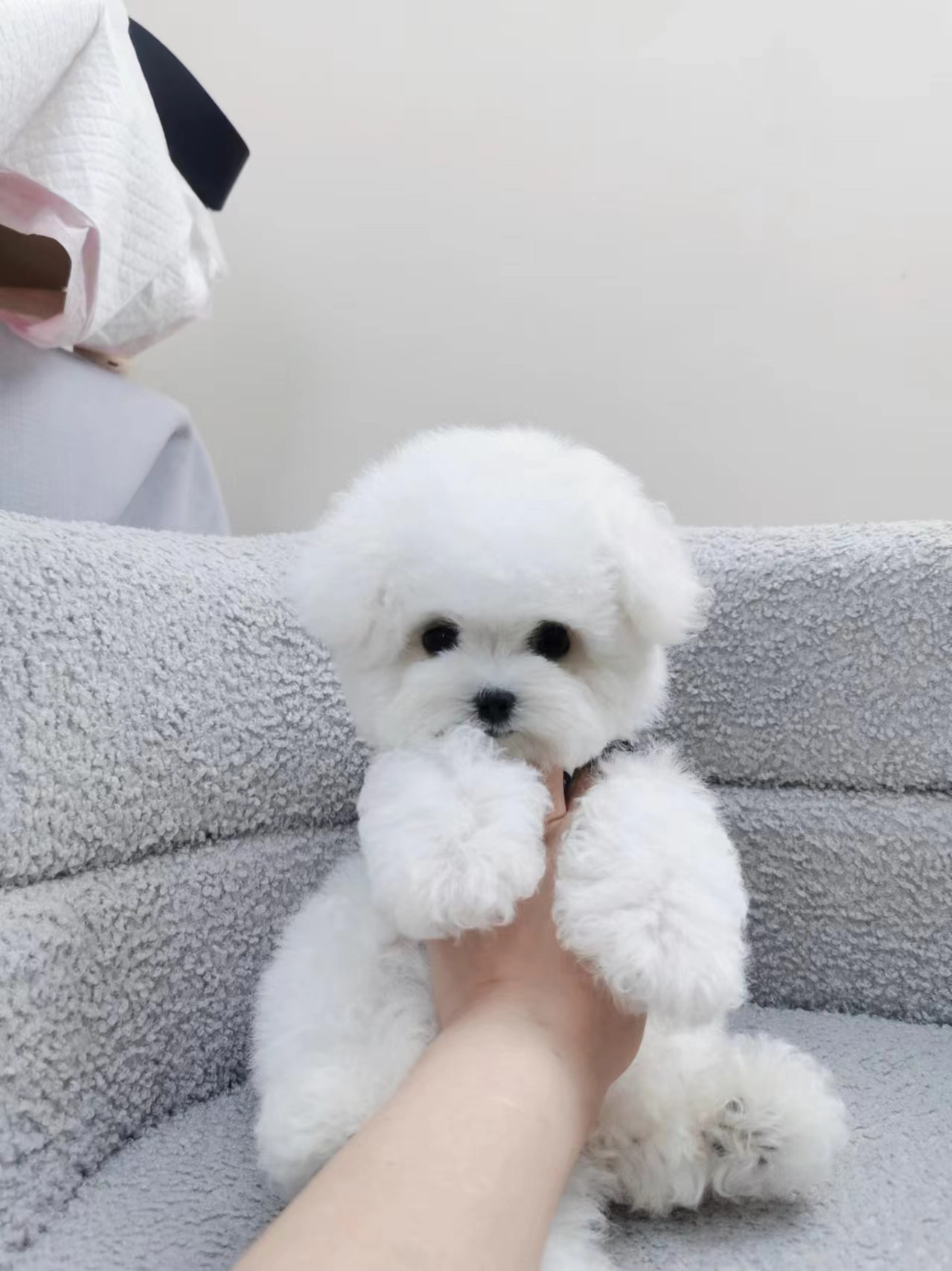 精品韩系小体比熊白色爆毛飞耳纯血小体茶杯长不大家庭犬宠物养成