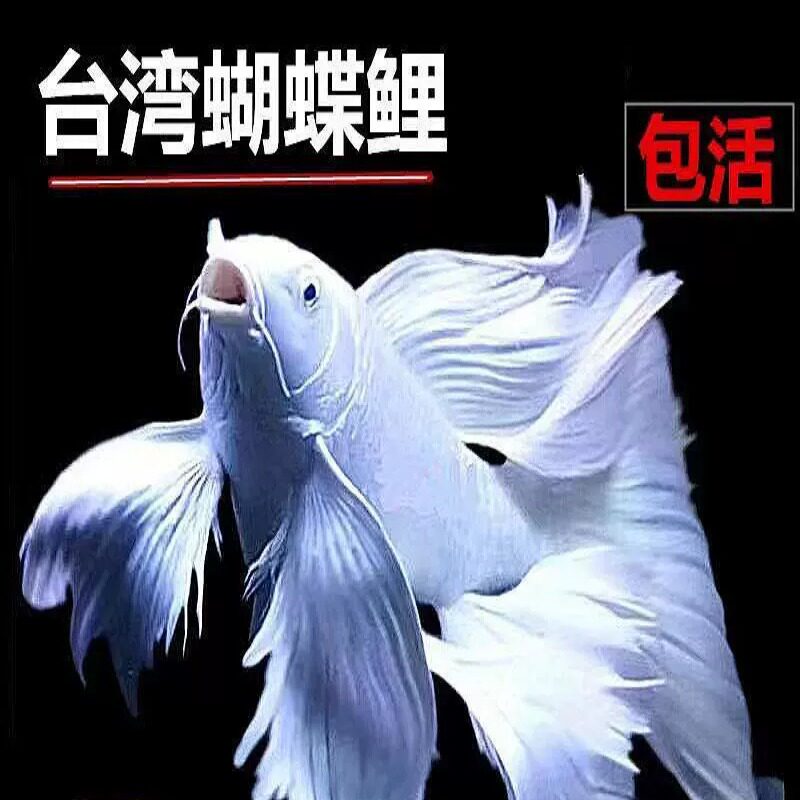 台湾蝴蝶鲤冷水观赏鱼纯种狮子头球体短身贵妃大鳍长尾金鱼活鱼苗