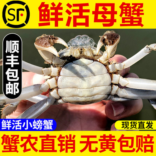 【精挑肥蟹】可清蒸水煮香辣蟹