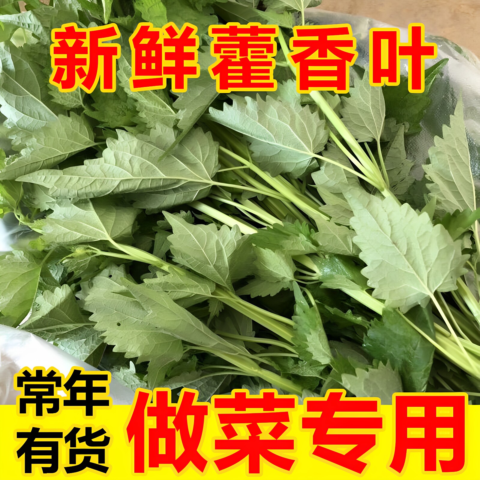 现割藿香叶新鲜鱼调料豆花蘸料
