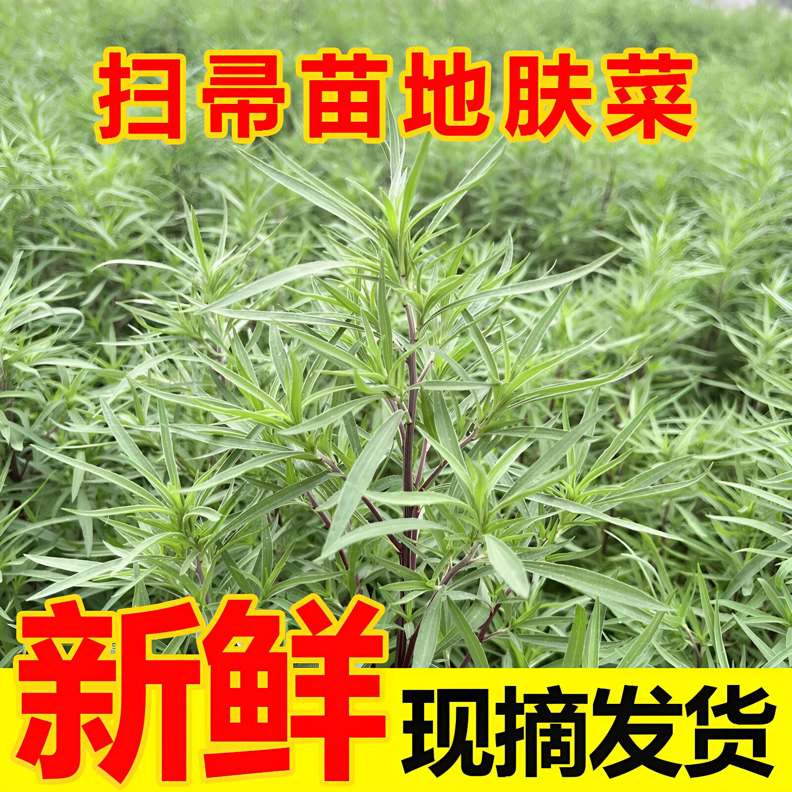 新鲜扫帚苗3斤地肤子食用野菜野生嫩尖蒸菜野菠菜带杆入药煮水
