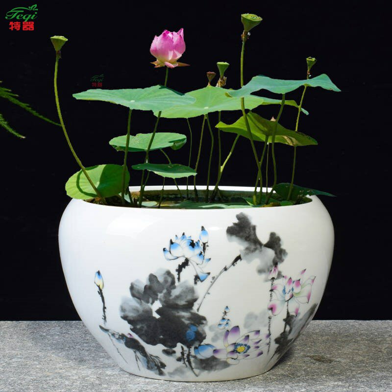 睡莲专用花盆多少钱 睡莲专用花盆优惠券免费领取 有条鱼