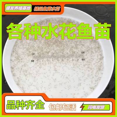 水花鱼鲫鱼夏花草鱼鲈鱼桂鱼花鲢白鲢鳊鱼青鱼鲤鱼武昌鱼翘嘴鲮鱼