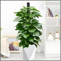 1,4-1,6 метра высота большой листовой зеленый столб промышленность Алмазной горшок 180 дней технического обслуживания