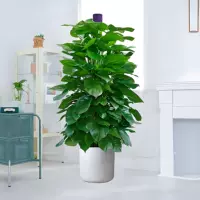 1,8-1,9 метра высокого зеленого укроба, бассейна, круглого бассейна смолы