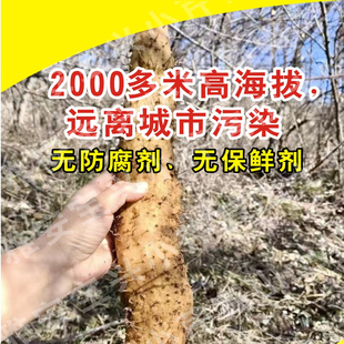 四川雅安宝兴3斤包邮大雪山滋补野生新鲜山药现挖产地直销非铁棍