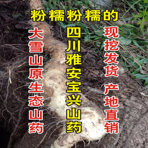 四川雅安宝兴大雪山半野生山药3斤包邮滋补山药现挖产地非铁棍