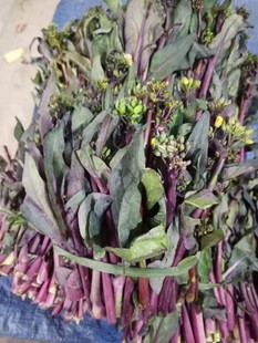 四川雅安宝兴高山农家自种红油菜菜5斤包邮儿童适合